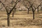 Almendros en flor 0473